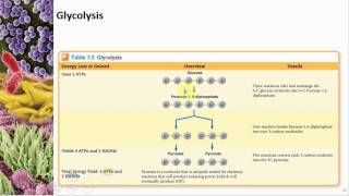 Chapter 07 Microbial Metabolism  Cowan  Dr Mark Jolley [upl. by Enale]