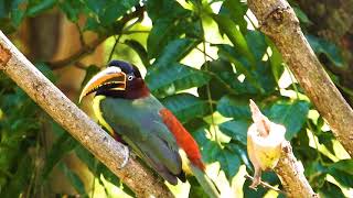 CANTO do ARAÇARICASTANHO PTEROGLOSSUS CASTANOTIS CHESTNUTEARED ARACARI TUKANI Ave exótica [upl. by Josepha]