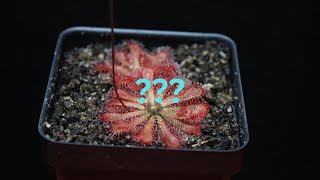 The MOST Mislabeled Sundew Species [upl. by Patnode357]