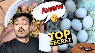 Budgie breed nahi kar rhe 🥹 Awwww  budgies breeding secrets [upl. by Ari]