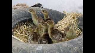 Indian blue peacock chicks less than one day old with their surrogate mum Jazz the chicken [upl. by Ojaras]