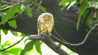 Owl Screech  Owl Scream  A Spotted Owlet Screeching Calls  Owl Scary [upl. by Saeger]