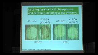 Xanthomonas oryzae Tal effectors as tools to identify disease resistance in rice [upl. by Hanahs233]