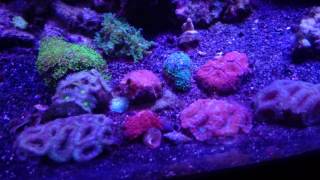 75G Reef Tank [upl. by Lesley]