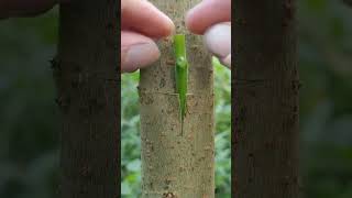 Grafting Techniques for Trees growth forplants masters grafting plantlifecycle greenliving [upl. by Kitarp]