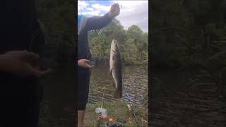 GRAN TORNASOL music beach love tornasol viralvideo fishing travel fishing fish pesca [upl. by Welbie317]