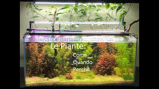 Le piante in acquario—Zio Pesce Blogfitodepurazioneacquari [upl. by Trojan]