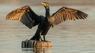 Fish hunting birds Cormorants and Pelicans [upl. by Grania]