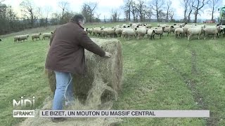 ANIMAUX  Le Bizet un mouton du Massif Central [upl. by Banwell330]