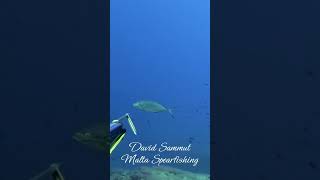 Clear Water Blue Runners fishing diving fish shorts pesca underwater sub spearfishing sea [upl. by August]