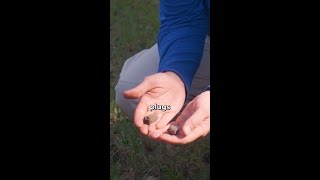 Should you pick up plugs after aerating [upl. by Anaud]