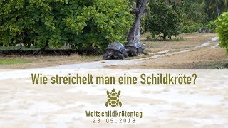 Wie streichelt man eine Schildkröte Weltschildkrötentag 23052018 [upl. by Beckman413]