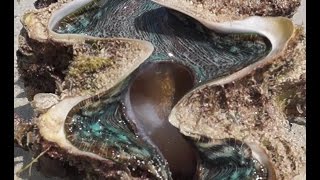 Giant Clam Tridacna gigas  Reef Reality [upl. by Lyrej]