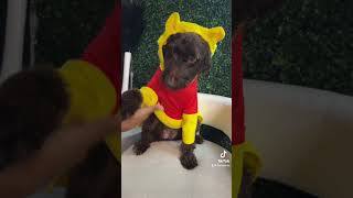 WORLDS CRAZIEST DOG COSTUME IN THE WORLD 🌎 😱⁉️ [upl. by Calderon]