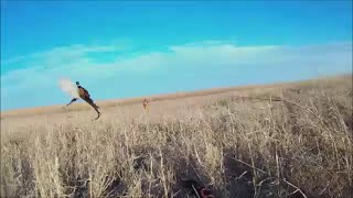 Late season Iowa pheasant hunting with the Small Munsterlander crew [upl. by Mackey]