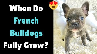 French Bulldog Growth Chart When do French Bulldog Fully Grow [upl. by Perlman]