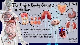 SCIENCE IV Q2W1 MAJOR ORGANS OF THE HUMAN BODY [upl. by Ahserak480]