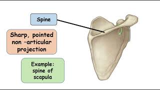 Spine Bone Marking [upl. by Ttennaj]