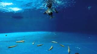 Rhinoceros Auklet Feeding [upl. by Hayton]