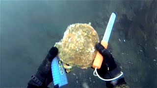 Awesome Scallop Diveing [upl. by Mcnamee]