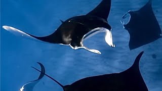 A spinning display of manta courtship in the shallows of Coral Bay Unbelievable [upl. by Sands858]