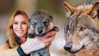 SUPER WOLFDOG PUPPIES  How to train  socialise them [upl. by Aynav]