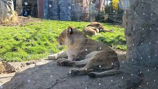 Chicago Lincoln Park Zoo [upl. by Ardene419]