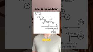 FINANCIACION PARA HEMOFILIA B  saludconberlan hemofiliab tratamiento noticias [upl. by Jeannette324]