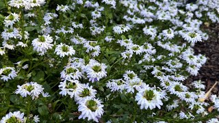 Scaevola aemula Scalora® Diamond  Fan Flower [upl. by Ecirehs491]