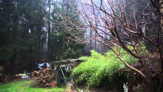 Wetter 09012015  Sturm im Wald mit Regen und Hagel [upl. by Culliton]