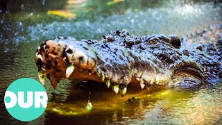 Up Close With Biggest Crocodiles Around The World  Our World [upl. by Annat119]