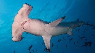 The Evolution of Hammerhead Sharks [upl. by Yordan]