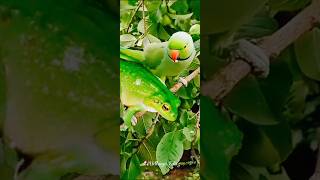 அது கிளி அல்ல கிணற்று தவளை 🐸 kadavul amaithu vaitha medai 🎵 [upl. by Dorinda602]