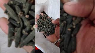 CARDAMOM TODAY PRICE 1872024 SPICES BOARD EAUCTION LIVE CARDAMOM WHOLESALE cardamomcityspices [upl. by Pooh931]