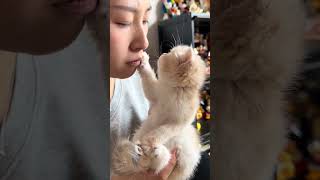 How can a cat be like this Douin cute pet plan Daily cat petting Cat firstperson perspective [upl. by Zaneta126]