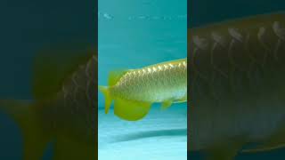 ALBINO CROSSBACK MOST EXPENSIVE FISH arowana rare limitededition [upl. by Hernandez808]