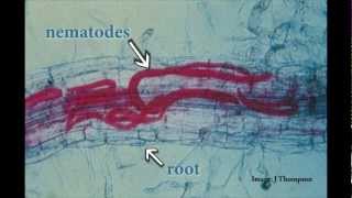 Understanding Root Lesion Nematodes [upl. by Boulanger739]