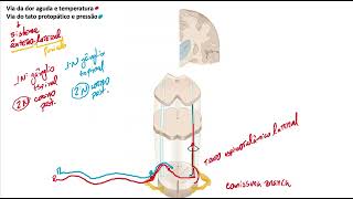 Sistema ânterolateral somestesia [upl. by Grizel879]