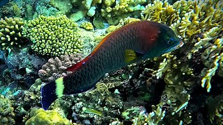 Chiseltooth wrasse Pseudodax moluccanus in 4K [upl. by Lennaj]