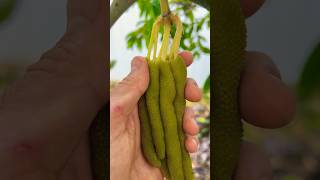 Cecropia Fruit Harvest asmr gummy [upl. by Osyth557]