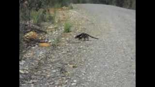 quoll in Picton Valley [upl. by Tebzil]