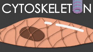 Cytoskeleton structure and function [upl. by Kalvn961]