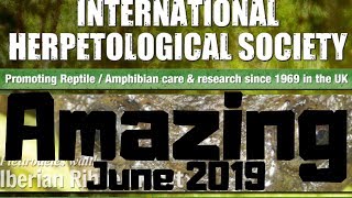 IHS Doncaster Reptile Show June 2019  BEST Show EVER [upl. by Coshow]