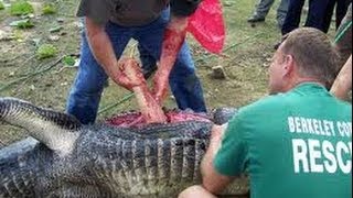 Alligator Eats Mans Arm [upl. by Siberson]