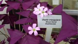 Oxalis Triangularis [upl. by Gordy597]