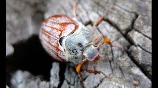 Melolontha melolontha  Cockchafer  Feldmaikäfer [upl. by Oninrutas]