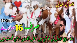 khadim goat farm visit gulabi kamori teddy pateri makka chini latest update 17Sep2024 lalukhet [upl. by Albers250]