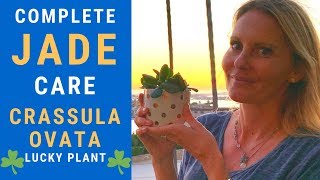 JADE plant Beginners guide Crassula Ovata CARE PROPAGATION flowering MOODY BLOOMS [upl. by Meghann727]