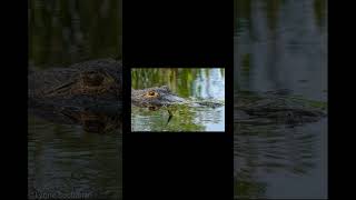 Alligator Angry Growl alligator crocodile alligators crocodiles wildanimals [upl. by Adalia601]