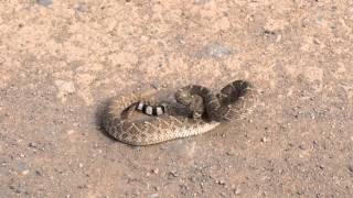 Rattlesnake hissing [upl. by Eltsirc281]